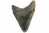 Serrated, Fossil Megalodon Tooth - South Carolina #180985-2